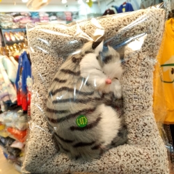 CAT BED